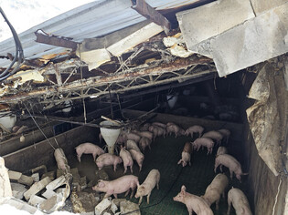 Pig barn roof collapses under snow