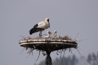 예산군 "전국에 천연기념물 황새 최대 230마리 서식"