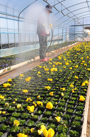 Flowers ready to decorate streets