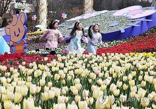 '연일 강추위지만 벌써 봄이 저만치'…에버랜드, 내달 튤립축제