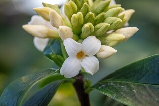 [픽! 세종] 국립세종수목원서 봄 알리는 제주백서향 활짝