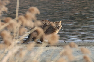 Endangered animal found