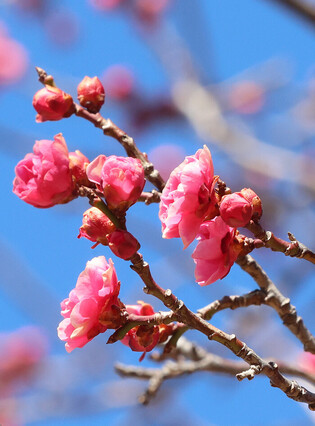 Red plum blossoms
