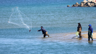 Fishing gray mullet