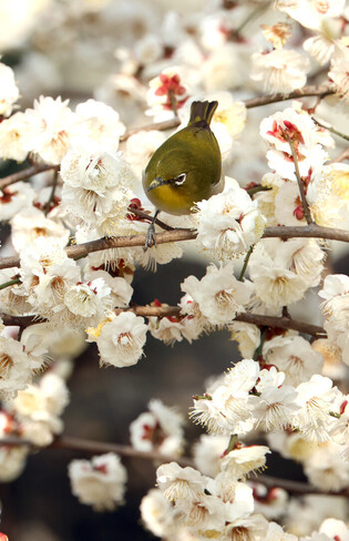 Nectar collection