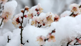 Early spring