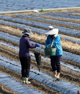 Seed potato planting in full swing