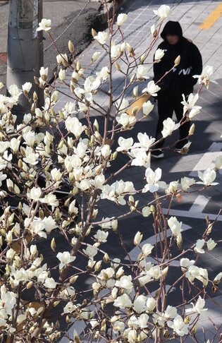 Magnolia blooms in Busan