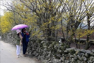 '돌담길 따라 흐드러진 산수유꽃'…남원 용궁마을서 22일 축제