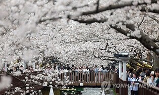 영남권 대형산불 여파, 진해군항제 '차분하게'…불꽃쇼 취소