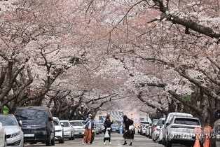 경기지역 벚꽃 4월초 안양부터 개화…작년보다 3~5일 늦어