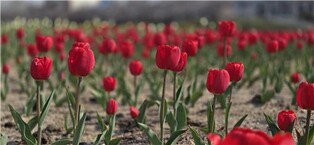 청주 무심천·문암생태공원 튤립 꽃망울 '톡톡'