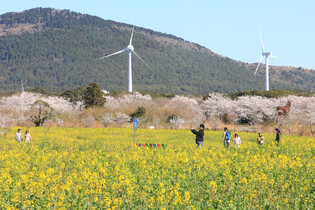 Jeju Island in spring