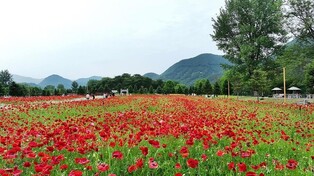 가평군, 자라섬 6개 대표축제 선정…"관광객 유치 집중"