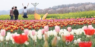 창녕낙동강유채축제 18일로 연기…에어쇼 등 주요 프로그램 취소