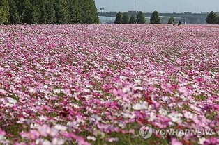 한강 변 '구리 코스모스 축제', 경기도 우수축제 선정