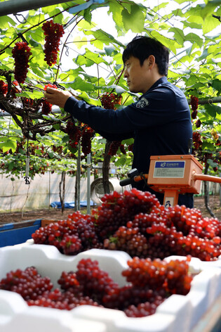 Delaware grapes
