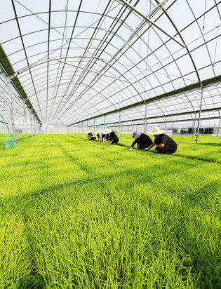 Rice seedlings