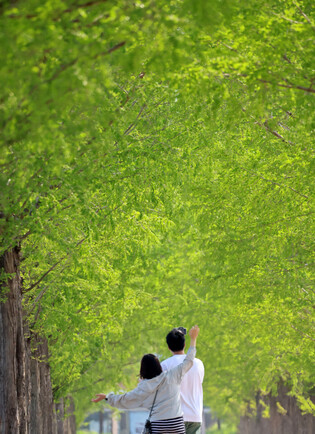 Green canopy