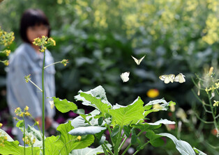 Butterfly garden