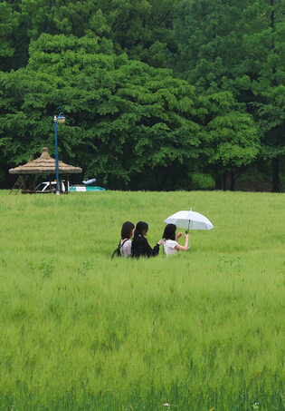 Barley field