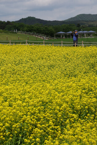 Yellow flowers