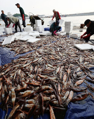 Bumper squid catch
