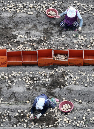 Potato harvesting