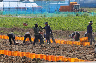 Potato harvesting
