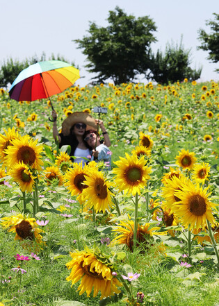 Sunflowers