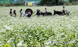 흐드러진 메밀꽃과 효석 문학의 향기…'2025 효석문화제' 개막