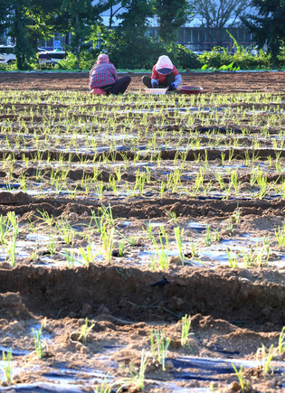 Scallion planting