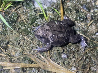 Endangered narrow-mouthed frog