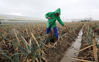 Dried-up green onion farm