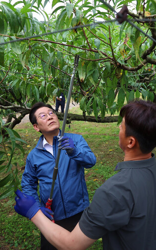Lee experiences peach tree pruning