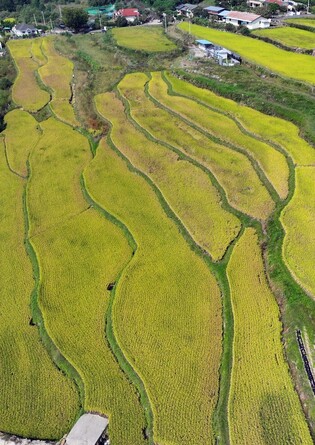 Terraced paddies turn gold