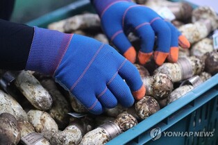 양양 송이 추석 연휴 전 마지막 공판 끝…1등품 ㎏당 150만원↑
