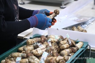 추석 앞두고 강원 양양 송이 역대 최고가…1㎏당 161만원대