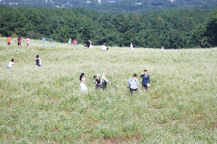 Flower festival