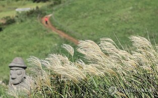 걷기 좋은 가을 제주…억새 물결 오름, 숲길 힐링 어때요