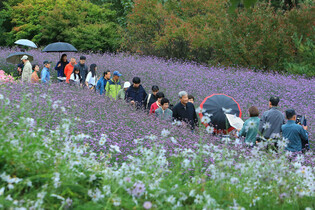 Autumn flower festival