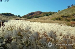 '명성산서 가을 정취 만끽'…포천시, 17∼19일 억새꽃 축제