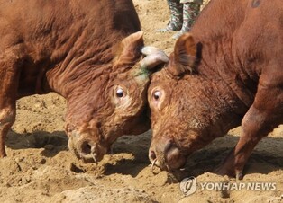 동물학대 논란 속 '보은 소 힘겨루기 대회' 올해도 열려
