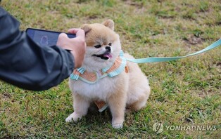 "반려동물과 울산 놀러 오세요"…동반 관광 프로그램 다채