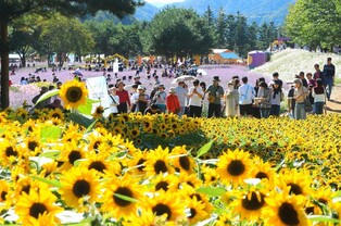 추석연휴 인제 가을꽃 축제 18만명 방문…볼거리·먹거리 '풍성'
