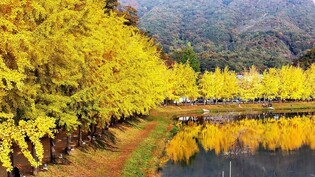 괴산군 "가을 정취 만끽하세요"…은행나무길 등 곳곳서 축제