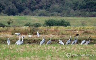 '올해도 반가워' 어김없이 철원평야 찾은 겨울 진객 재두루미