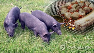 "제주 흑돼지 맛봐요" 18∼19일 블랙 포크 페스티벌