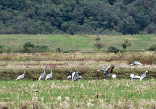 White-naped cranes' arrival