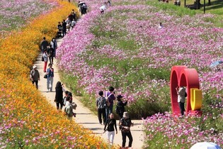'인생샷 남기세요'…고양시, 25∼26일 '창릉천 코스모스 축제'